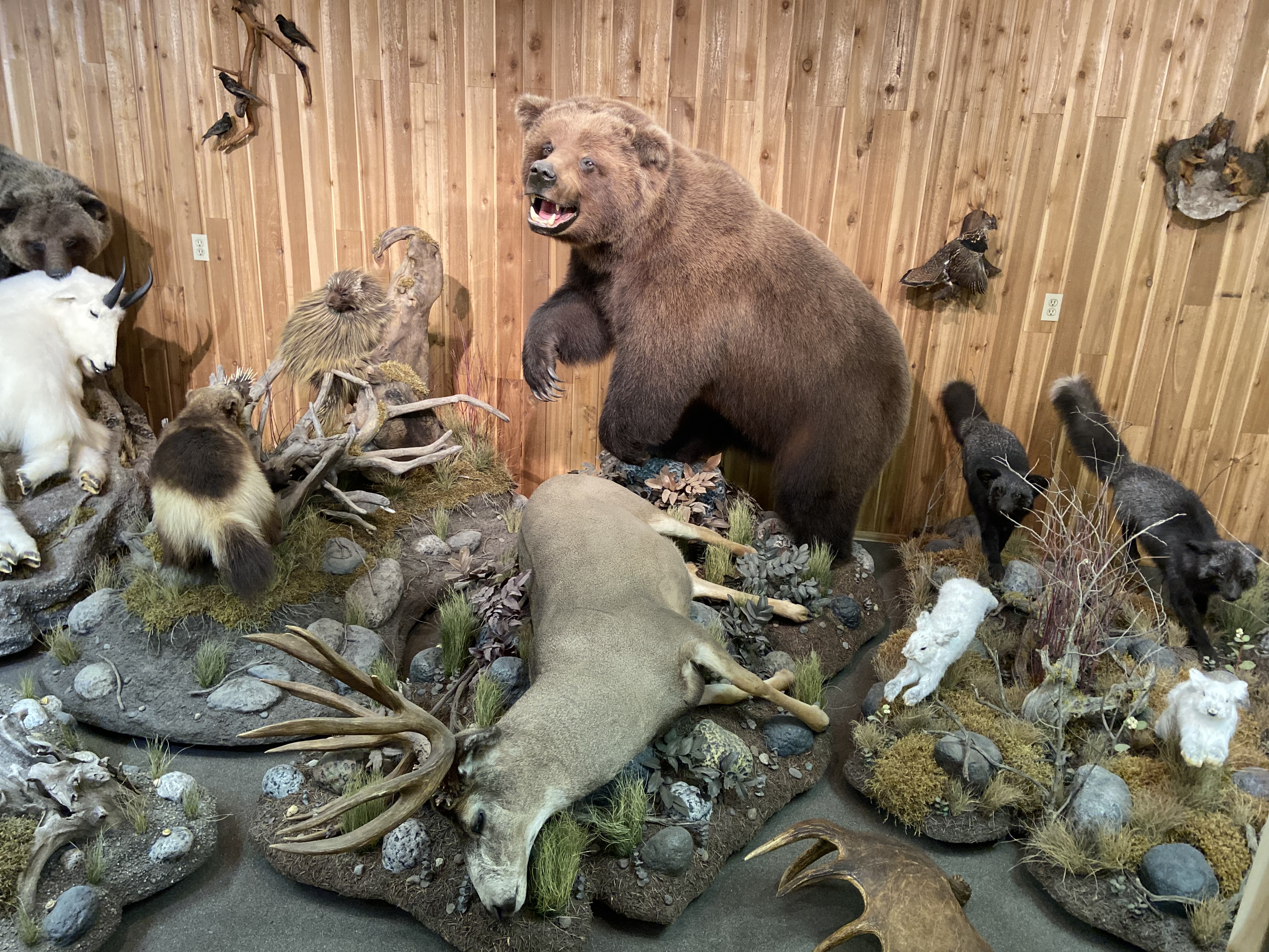 Canadian Wildlife Museum