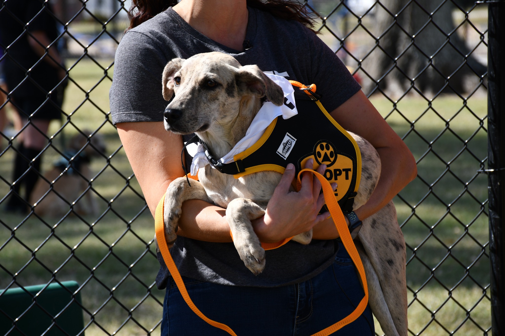 Bark Du Lac Dog Park |