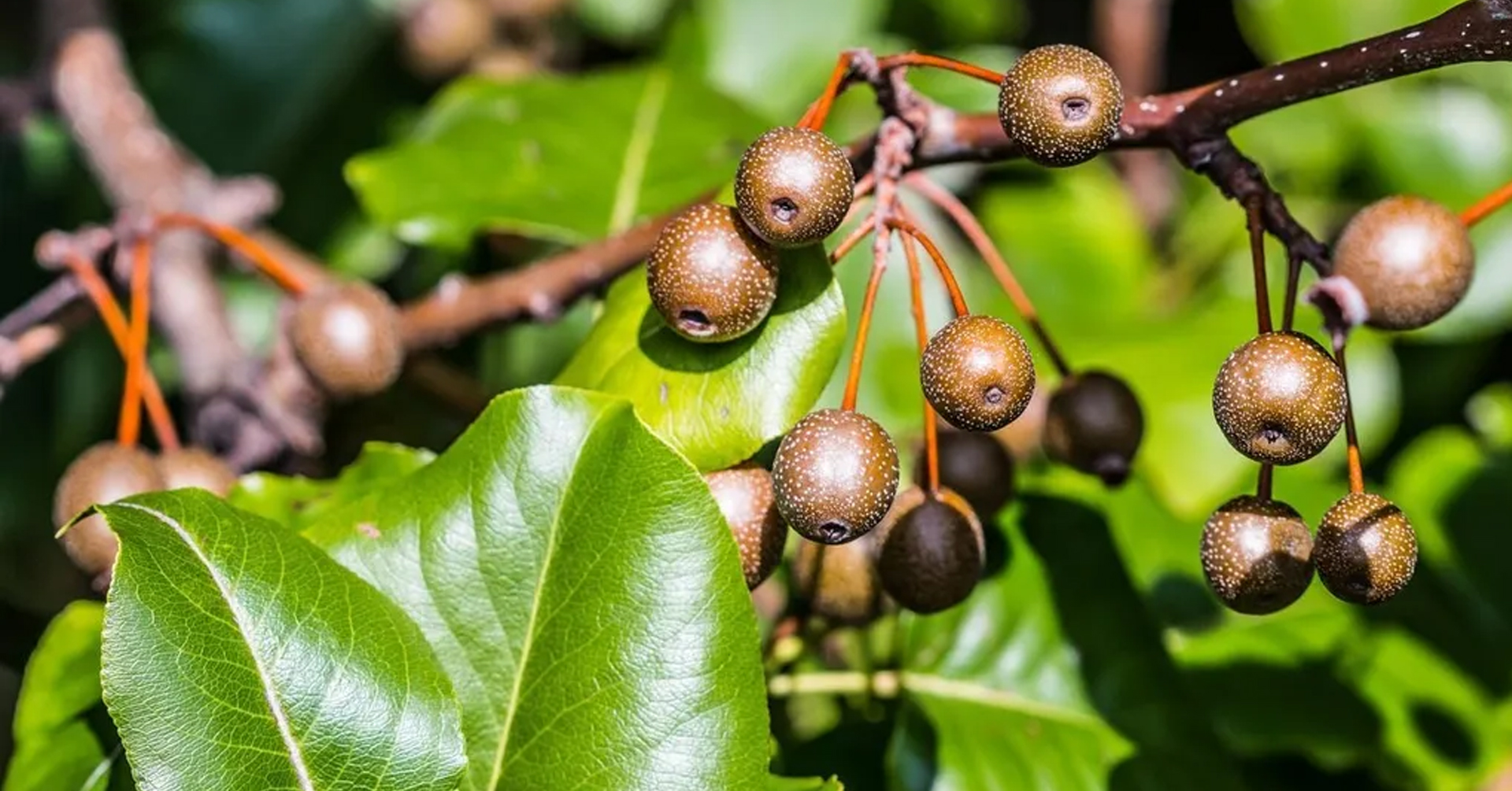 Invasive Plant Species Identification