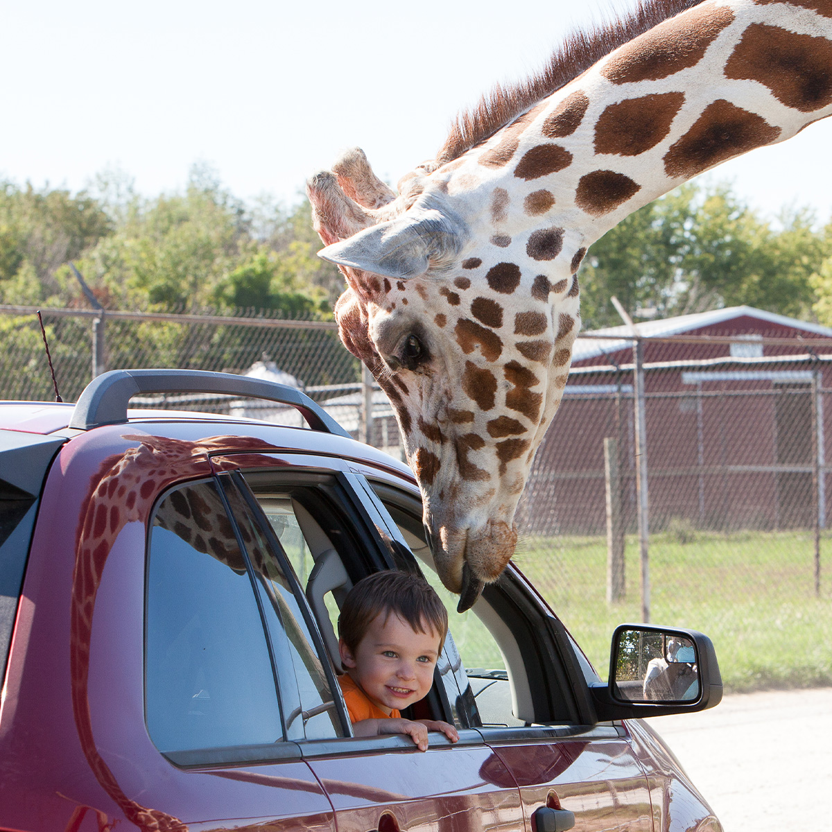 African Safari Wildlife Park