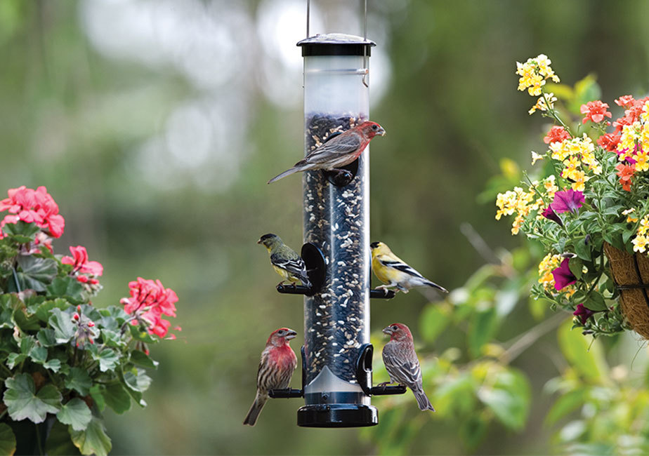 Wild Birds Unlimited Of Eugene Oregon