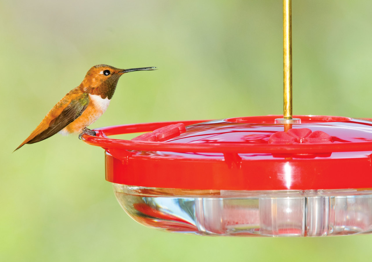 Wild Birds Unlimited Of Eugene Oregon