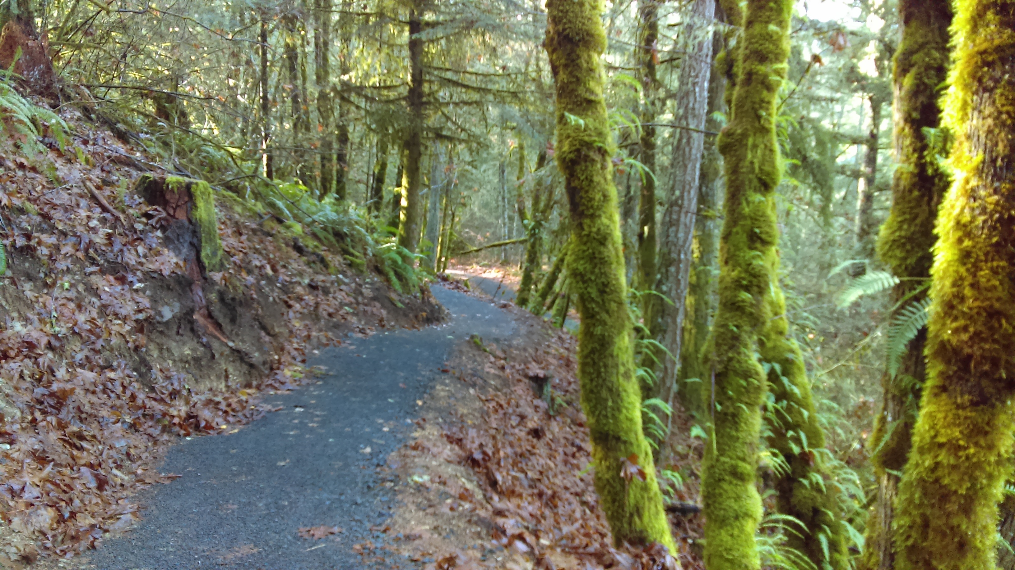Thurston Hills Trails