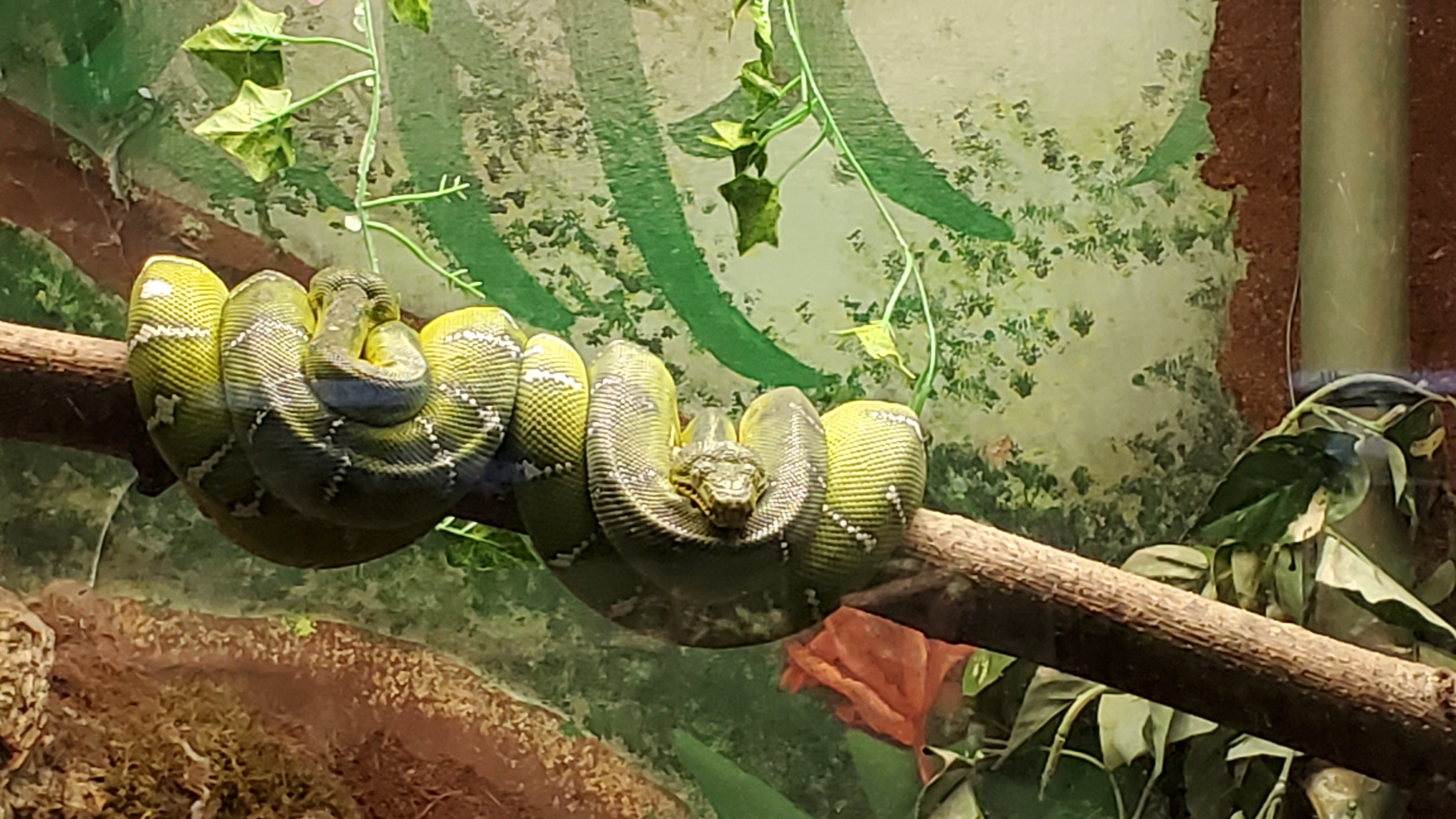 Potter Park Zoo Potter Park Zoo