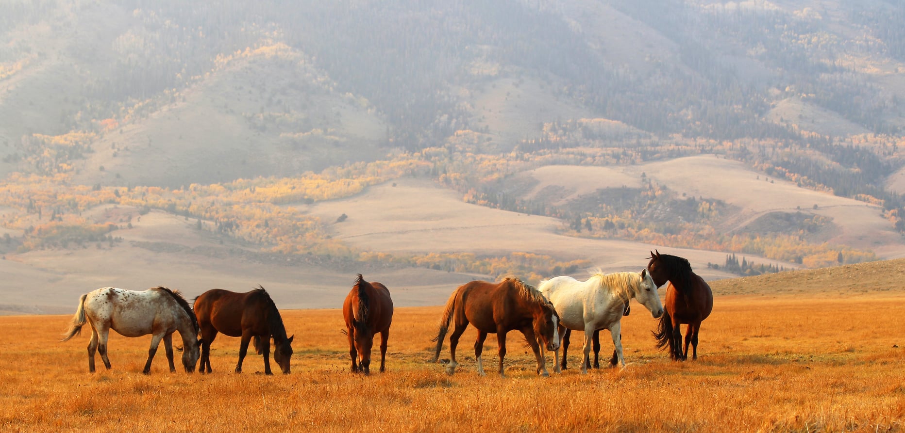 Venues Weddings Deerwood Wild Horse Ecosanctuary | Visit Laramie