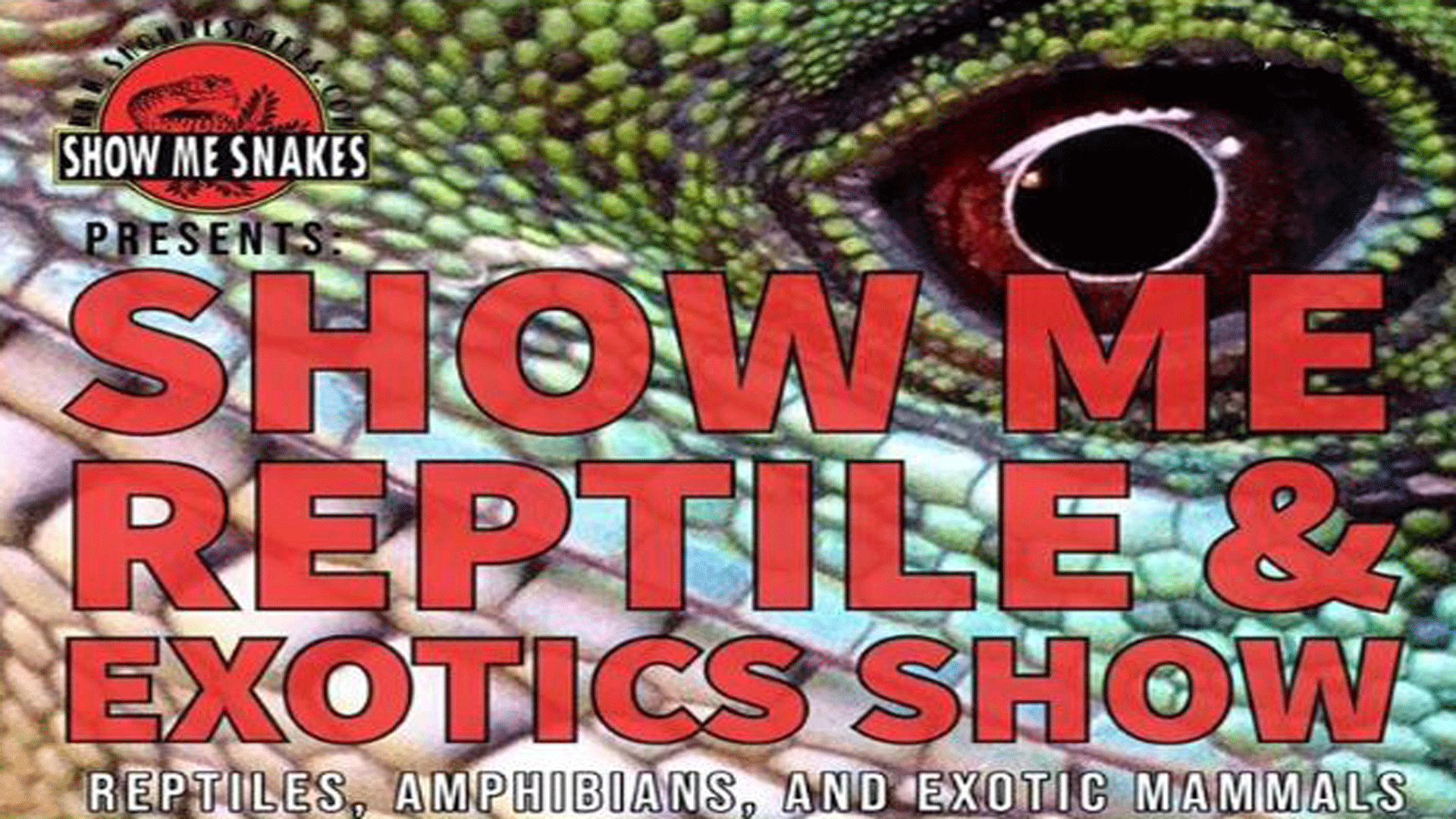 Exotic reptiles 2024 near me