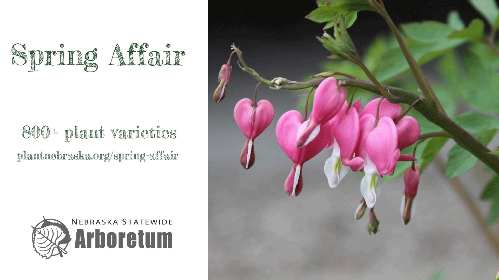 Spring Affair Plant Sale