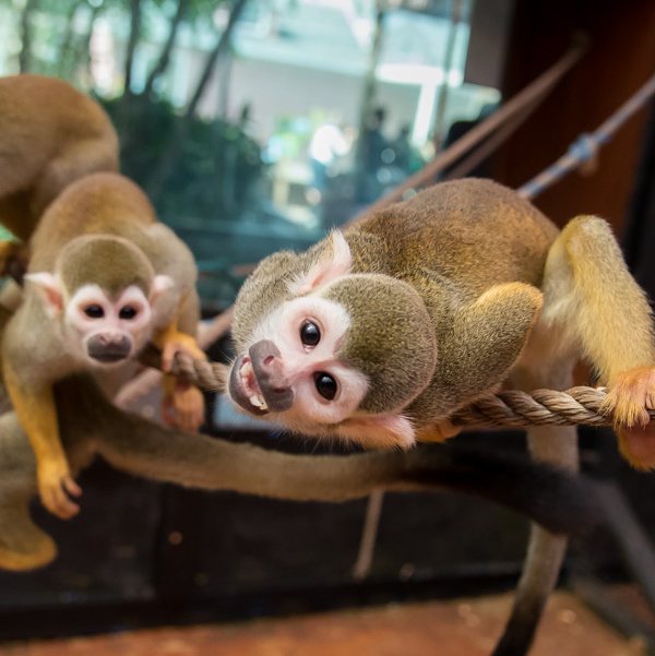Squirrel Monkeys in Our Monkey Barn