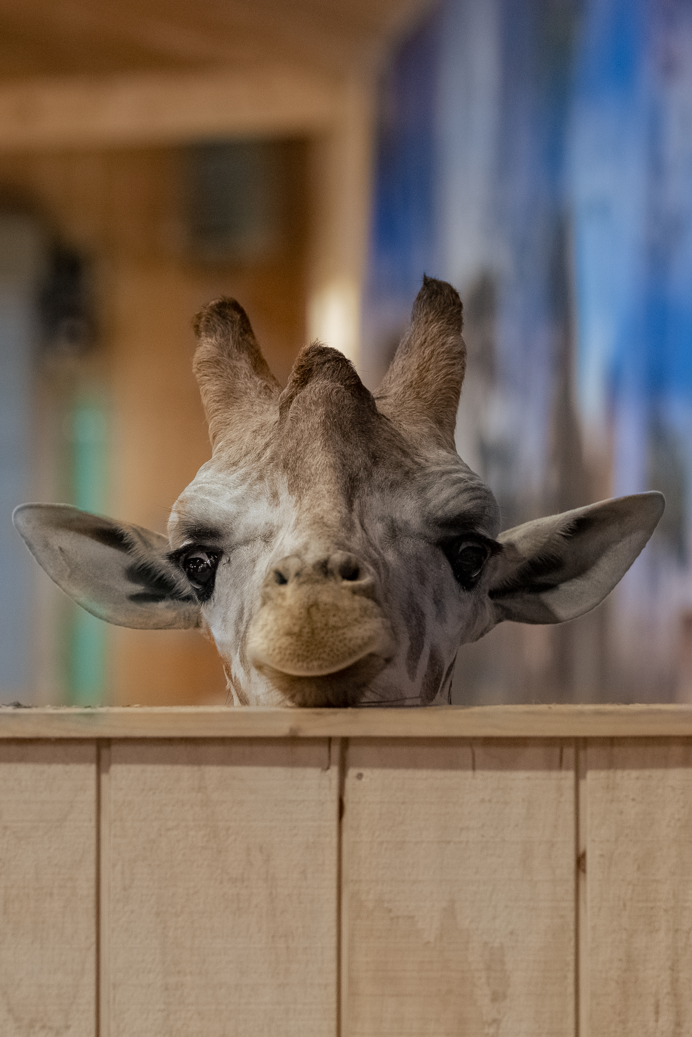 White Post Farms Giraffe