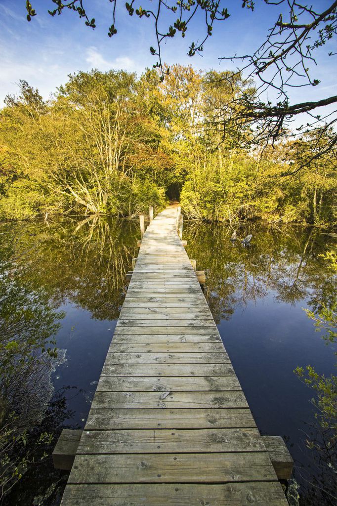 Bridge across the Green Trail - credit: Robert Seifert
