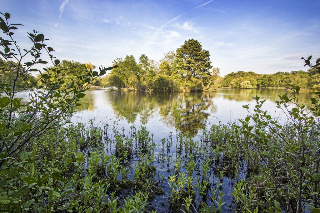 Islands on Old Ice Pond - credit: Robert Seifert