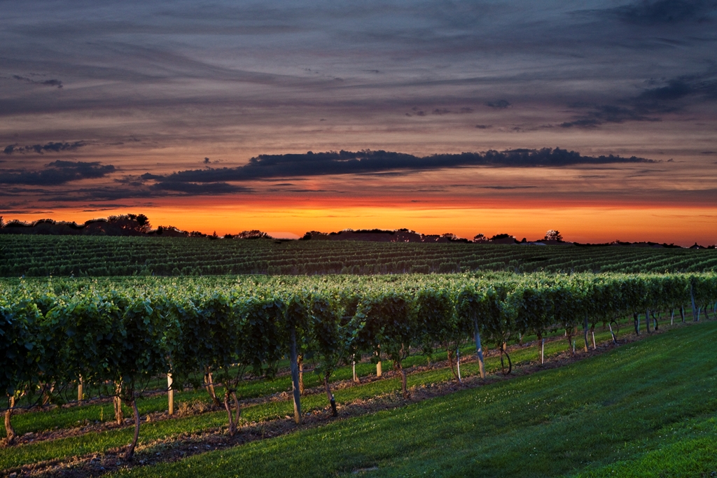 Vineyard