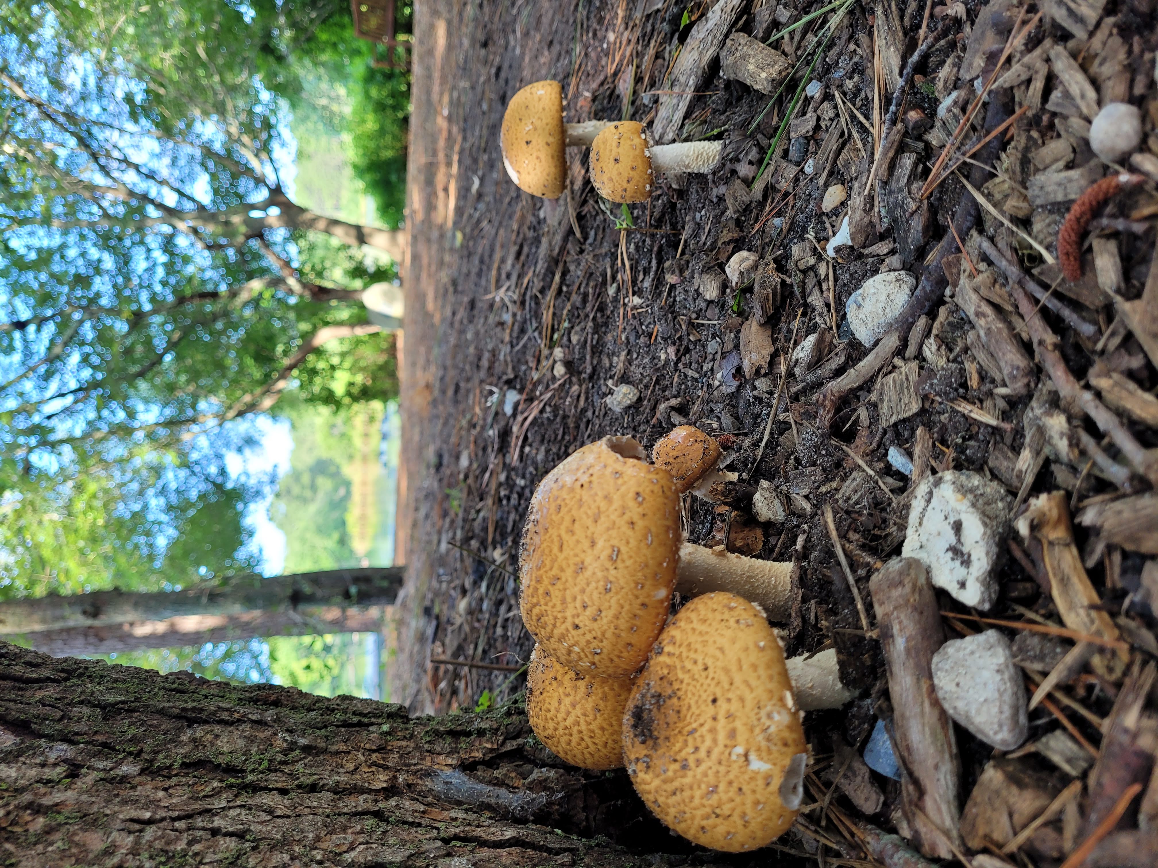 Fun Fungi at QWR - credit: Cara Fernandes