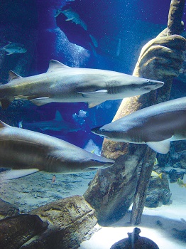 Sharks - Lost City of Atlantis Shark Exhibit