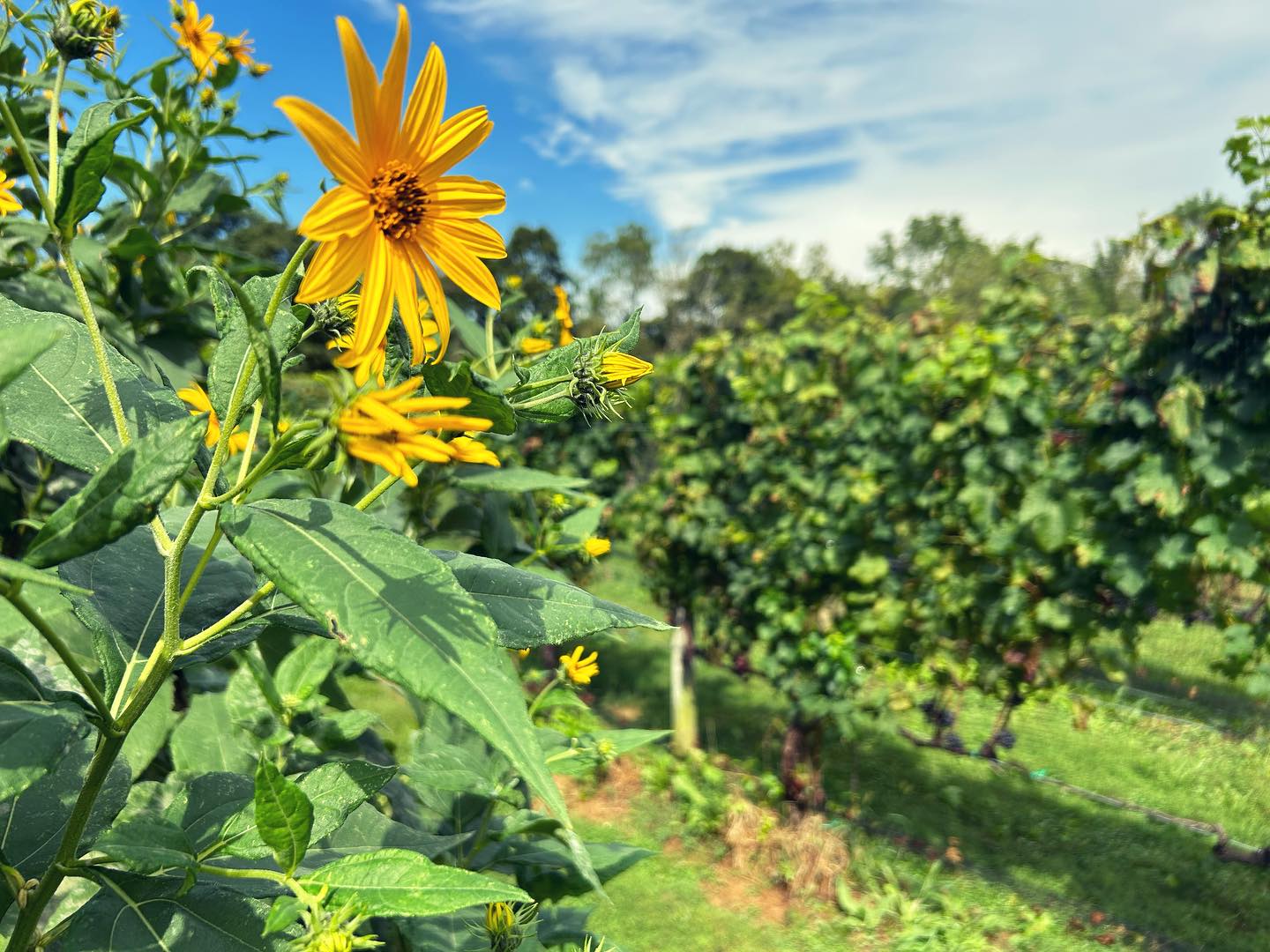 The Old Field Vineyards