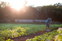 7419_3128.jpg - Farm