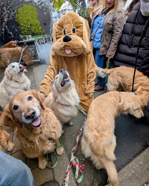 Golden Retriever Meet-Up!!