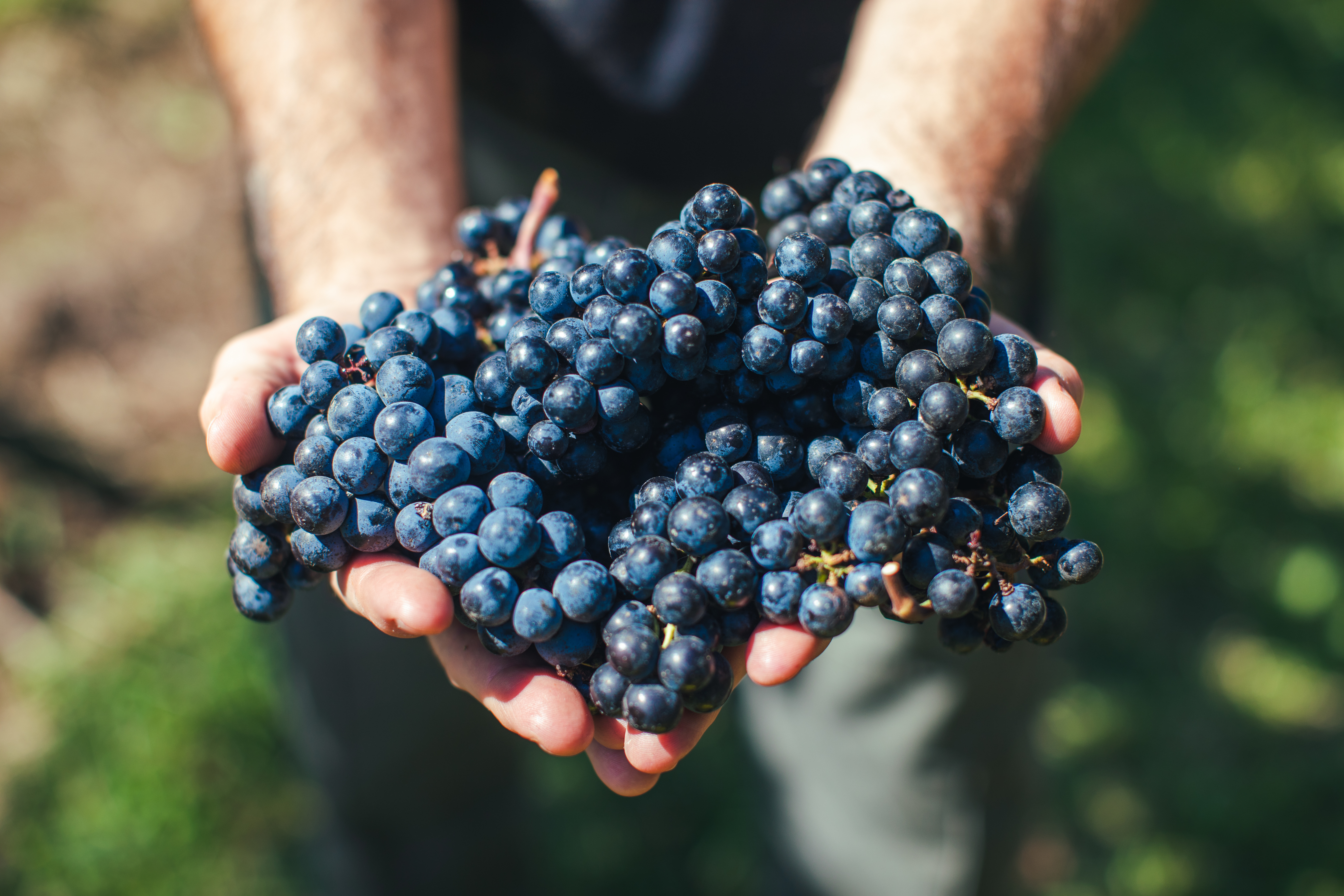 Long Island Grapes - Long Island Wine Country Grapes