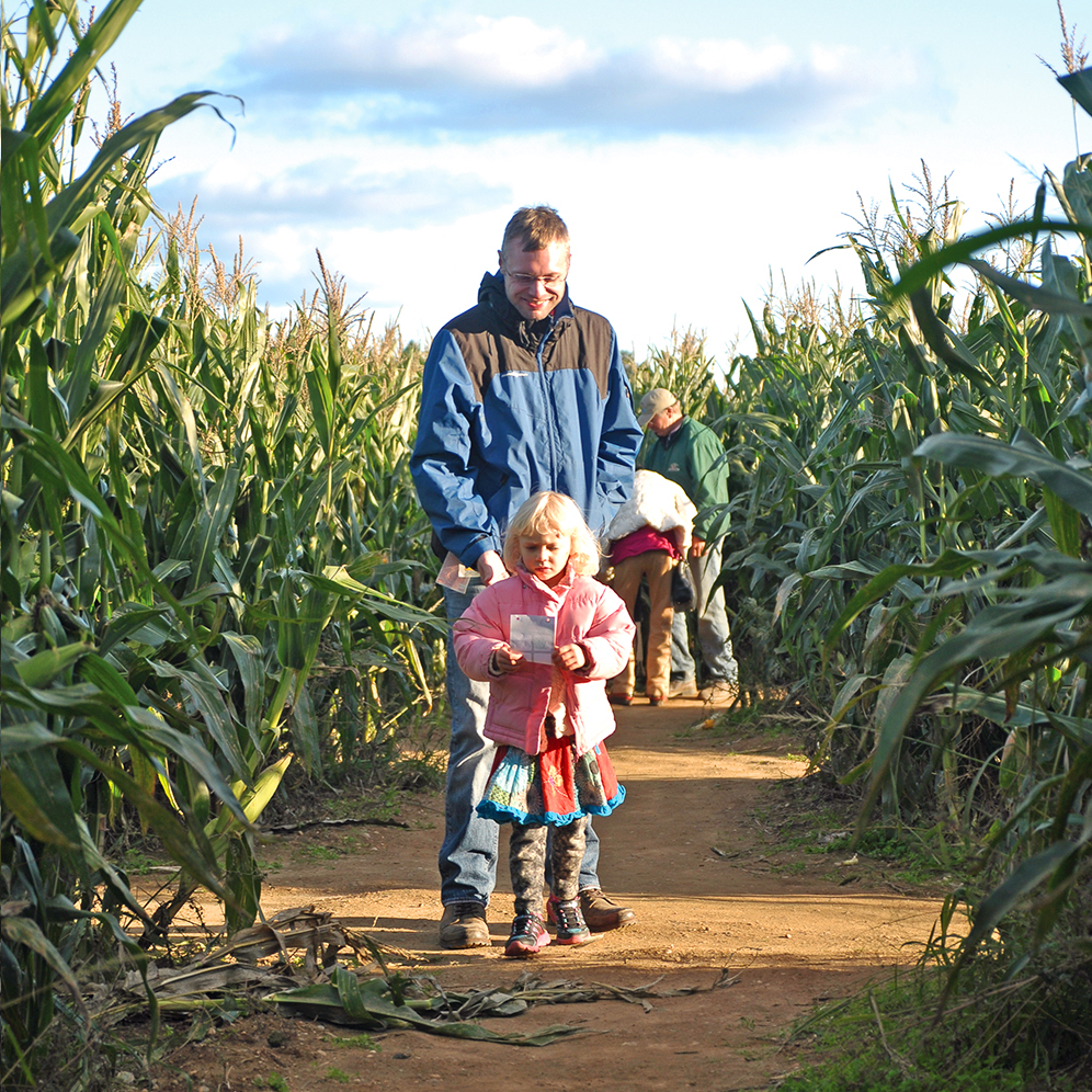 Harbes Corn Maze