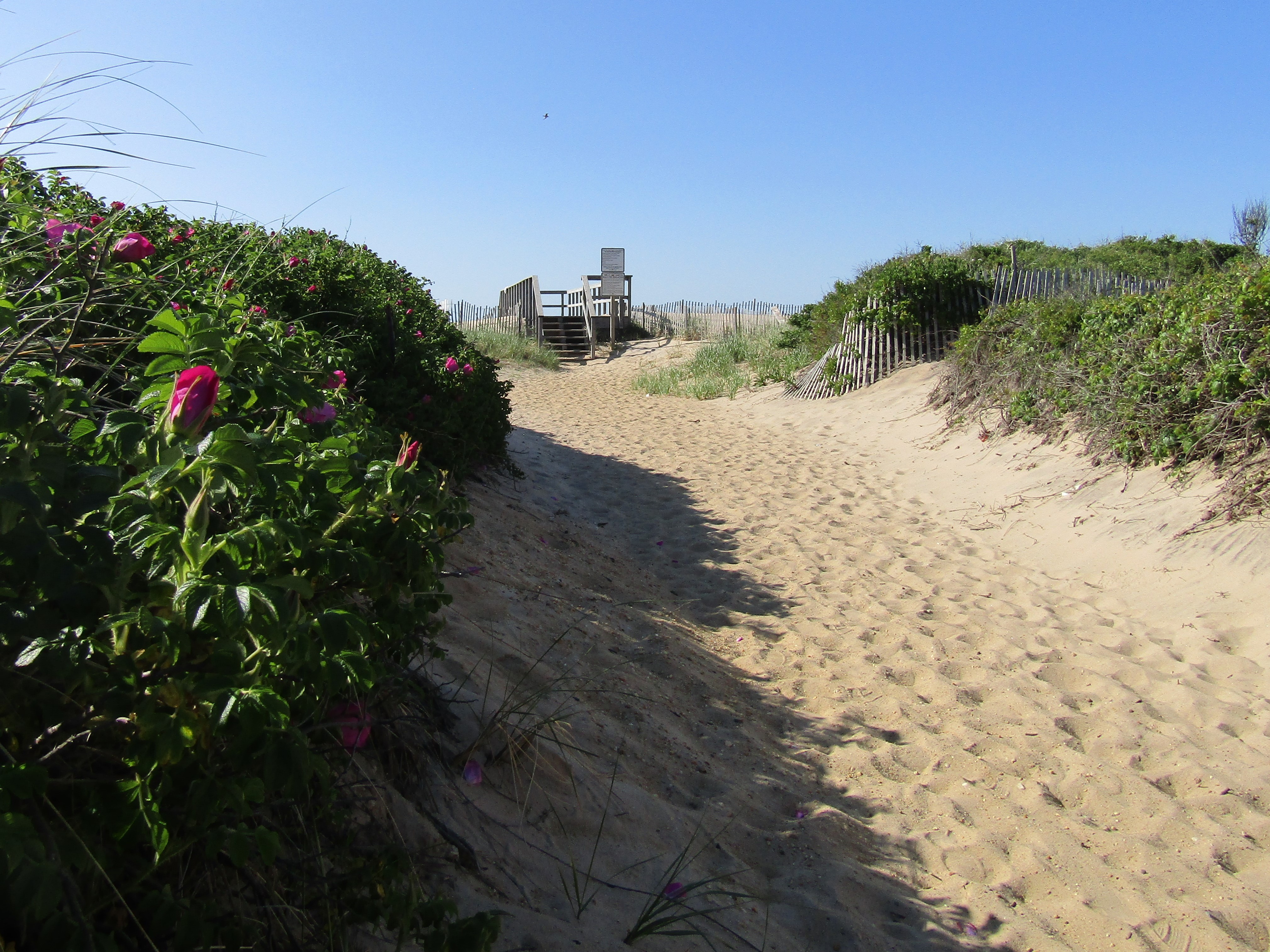 Beach Path - Path to Ocean Beach, located 100 ft. from Sole East Beach Hotel.