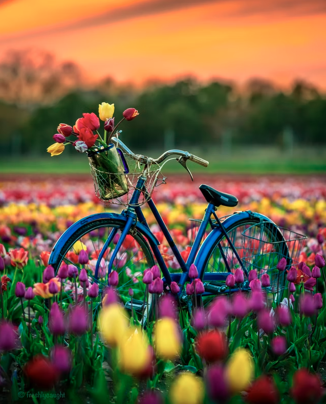Bicycle in Waterdrinker Tulip Field