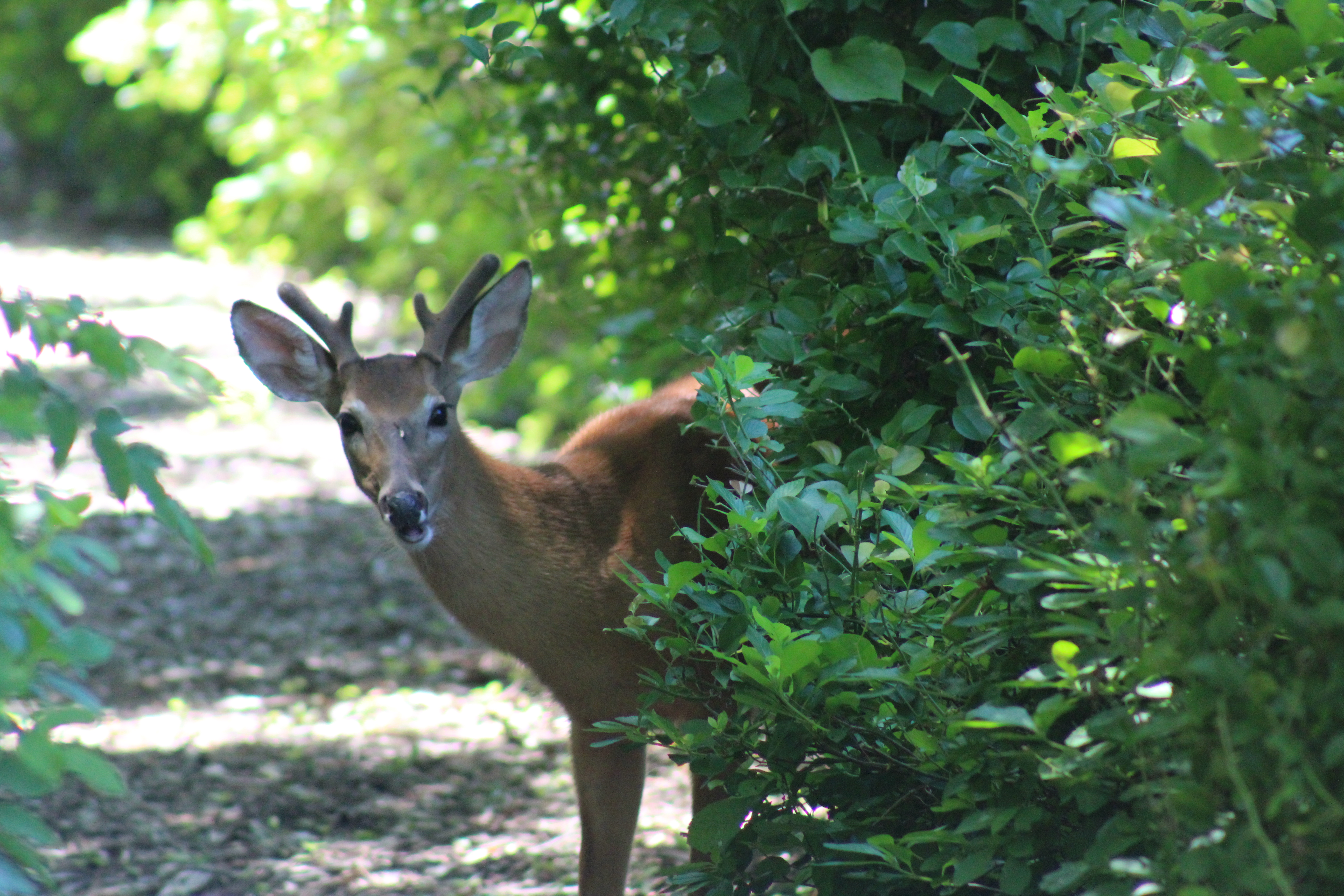 Buck on Path at QWR - credit: Cara Fernandes