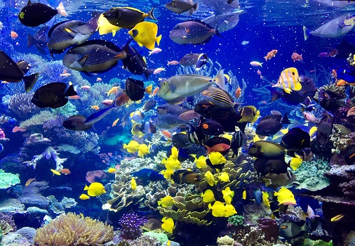 Coral Reef - Coral Reef exhibit at Long Island Aquarium