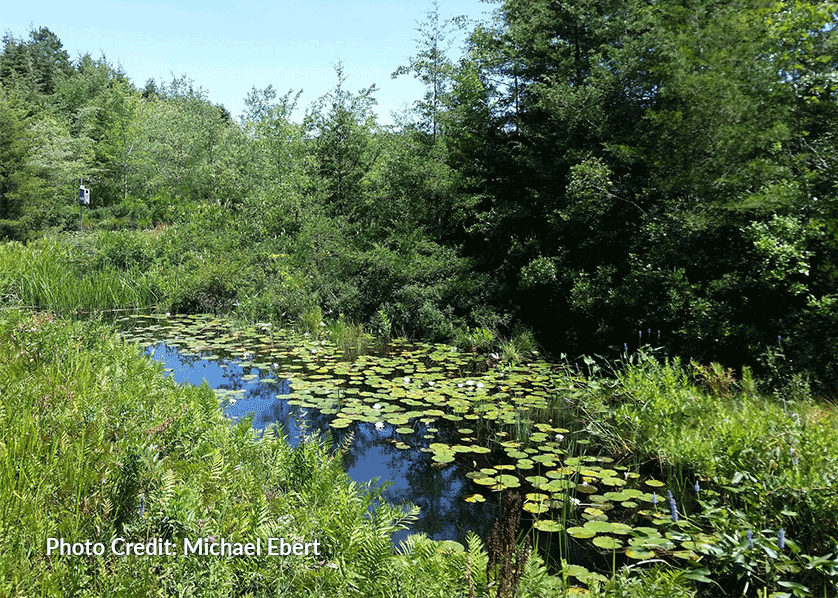 Cranberry Bog County Park - Credit: Michael Ebert
