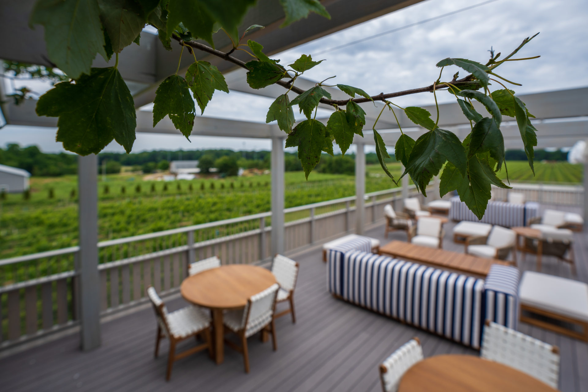 Ev&Em Vineyards 2