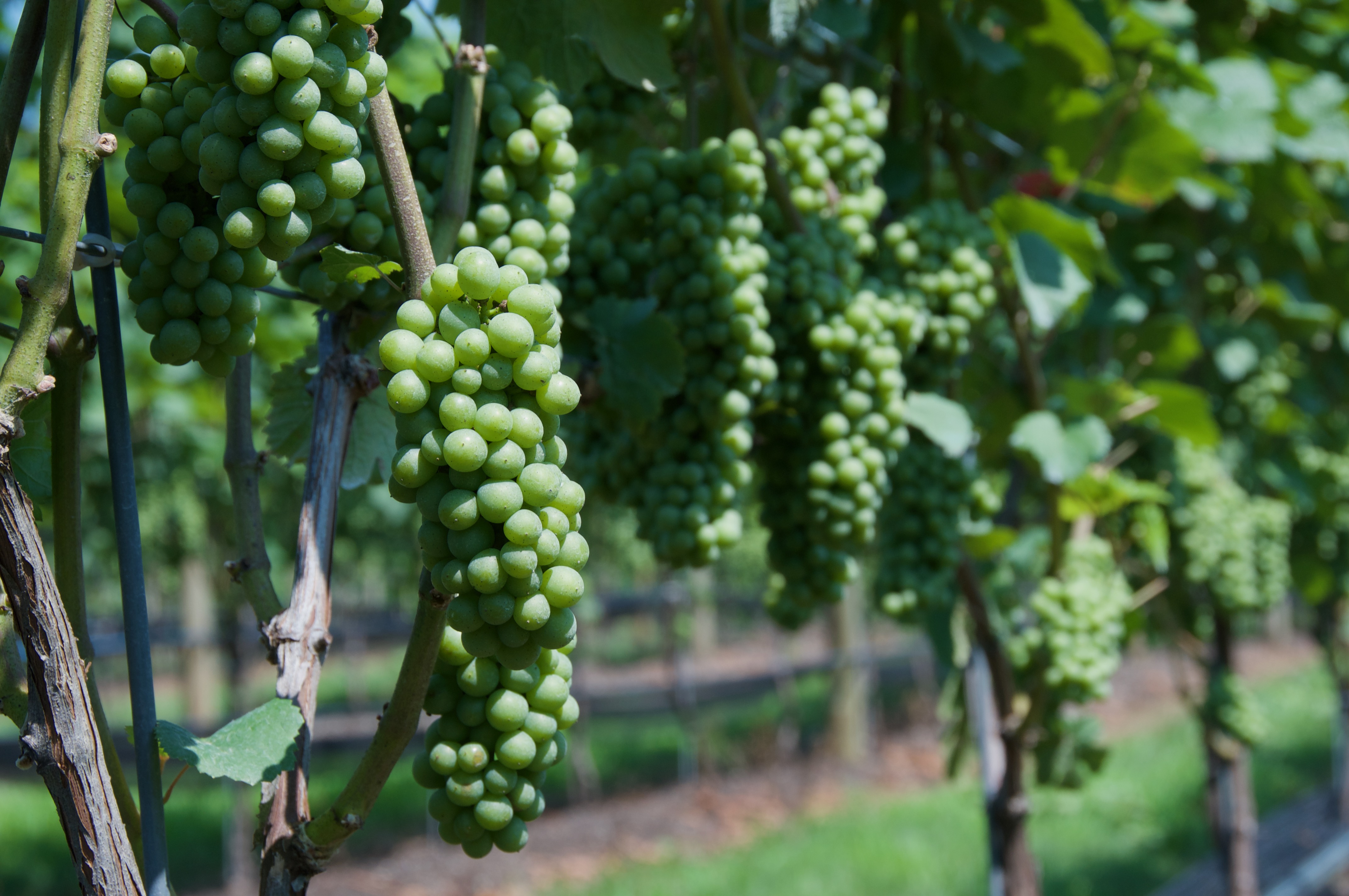 Del Vino Vines