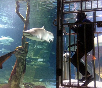 Shark Dive Adventure - Shark Dive Adventure at Long Island Aquarium