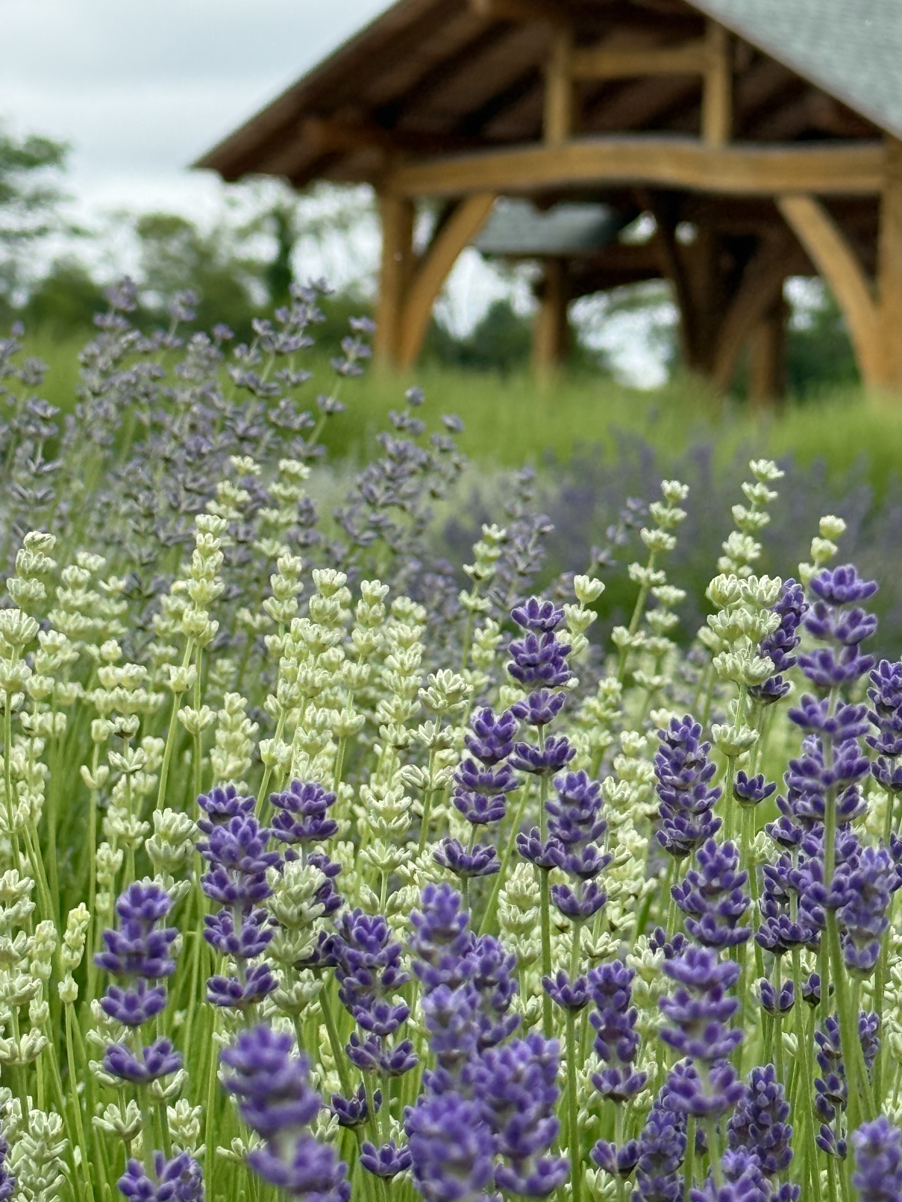 English Lavender Bloom!