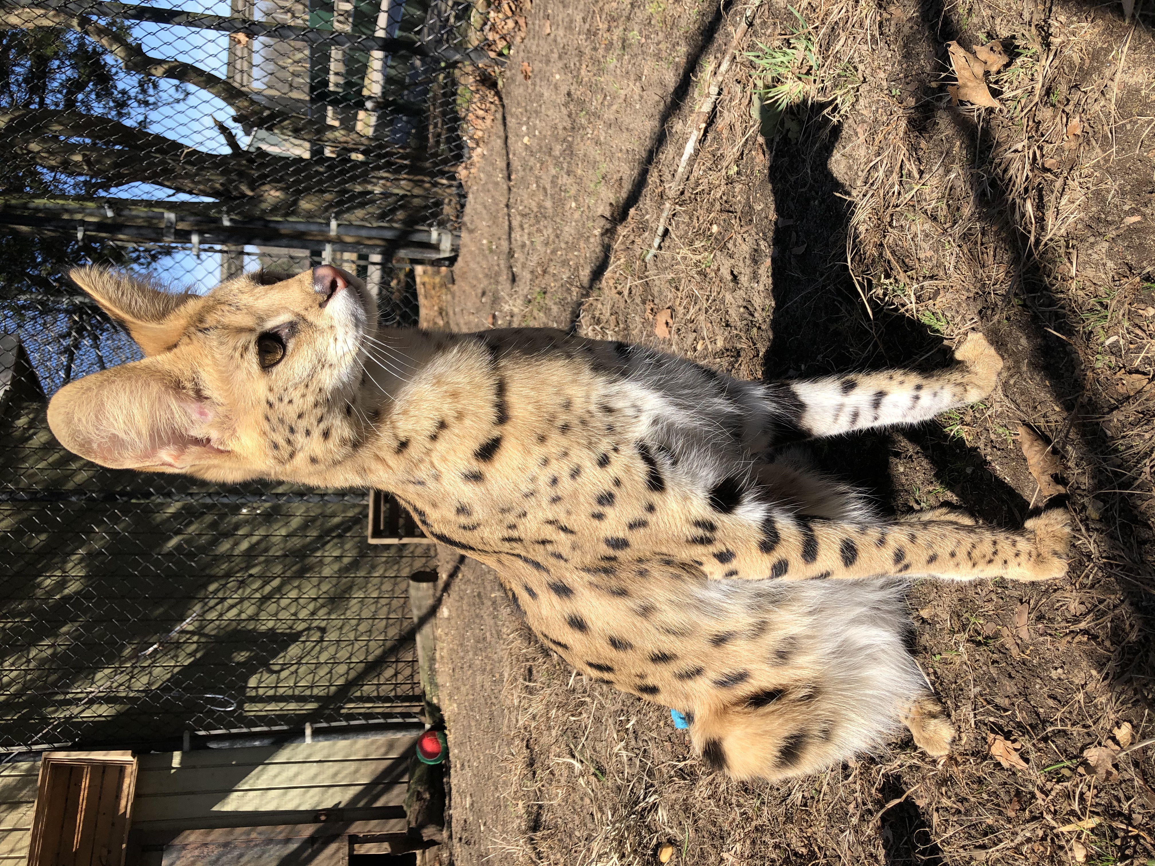 African Serval re-homed