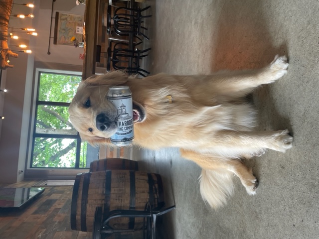 Brandy the youngest brew dog