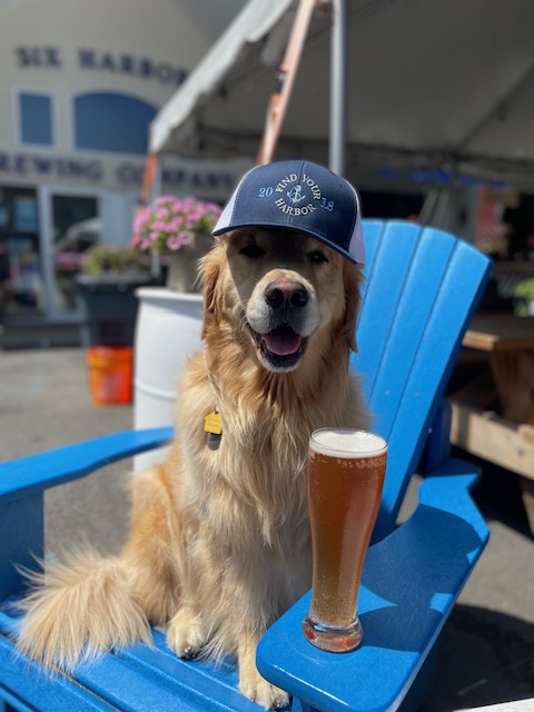Barley the brew dog