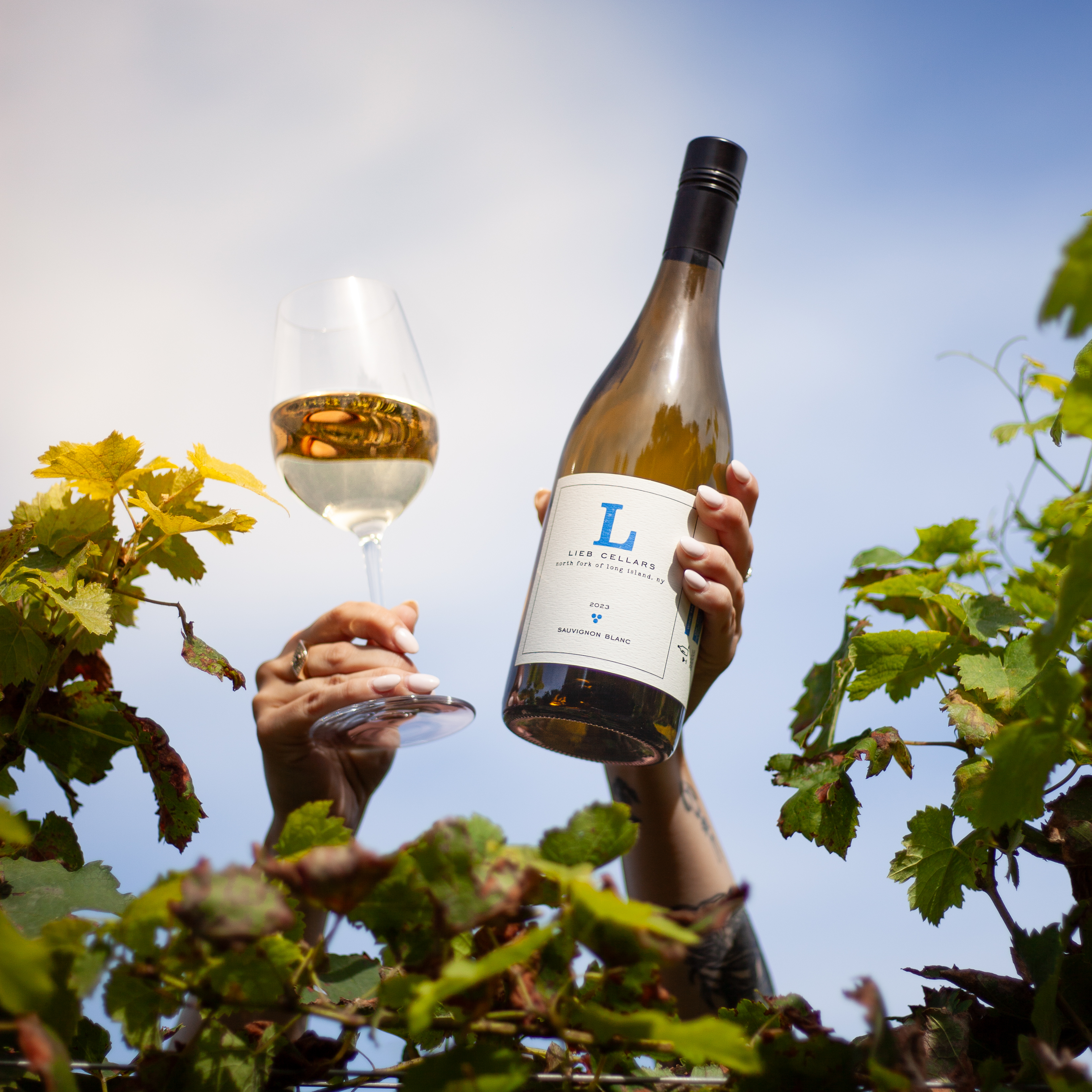 Lieb Cellars Sauvignon Blanc - Lieb Cellars Sauvignon Blanc over the vines