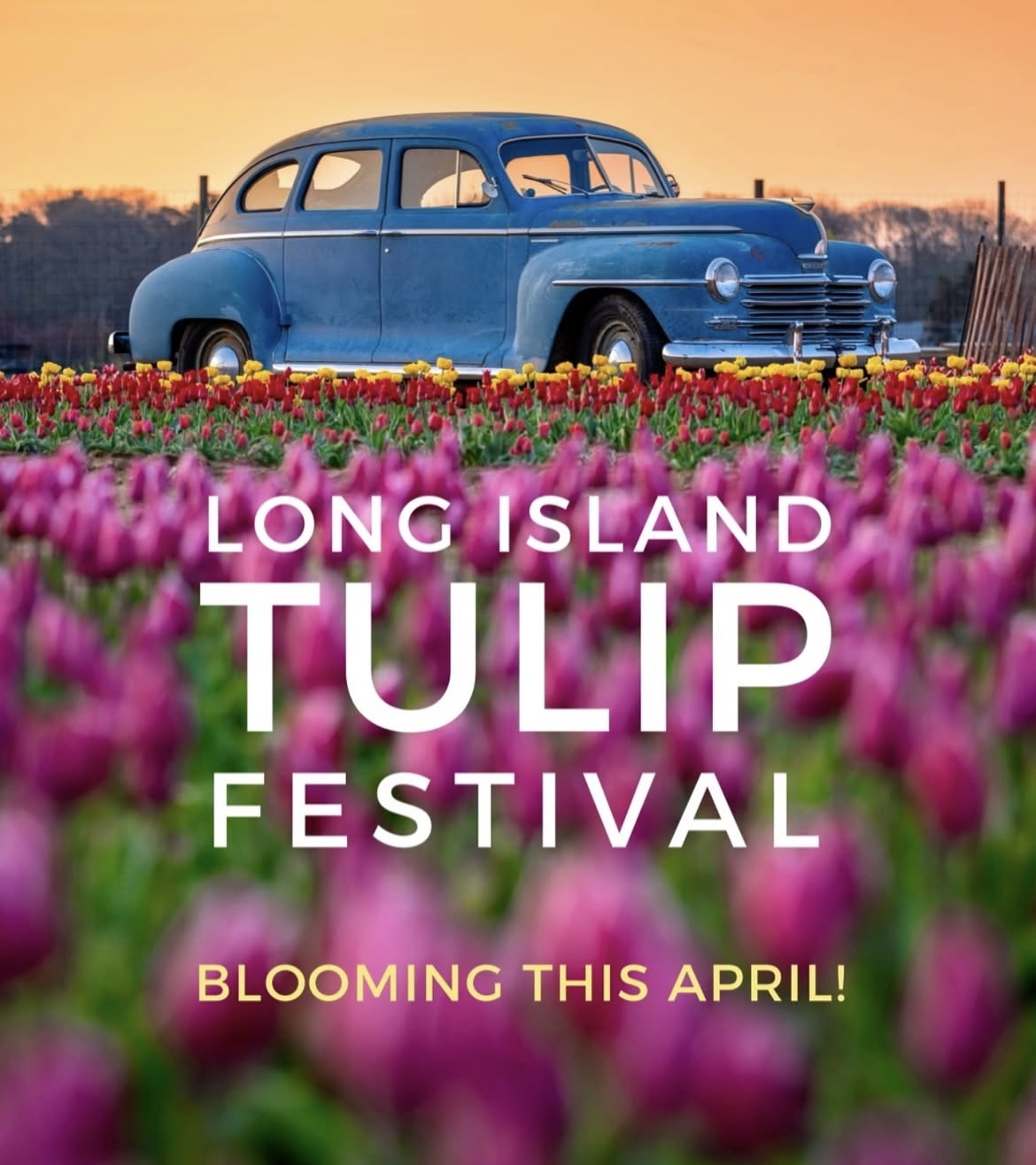 Tulip Festival - Blooming This April