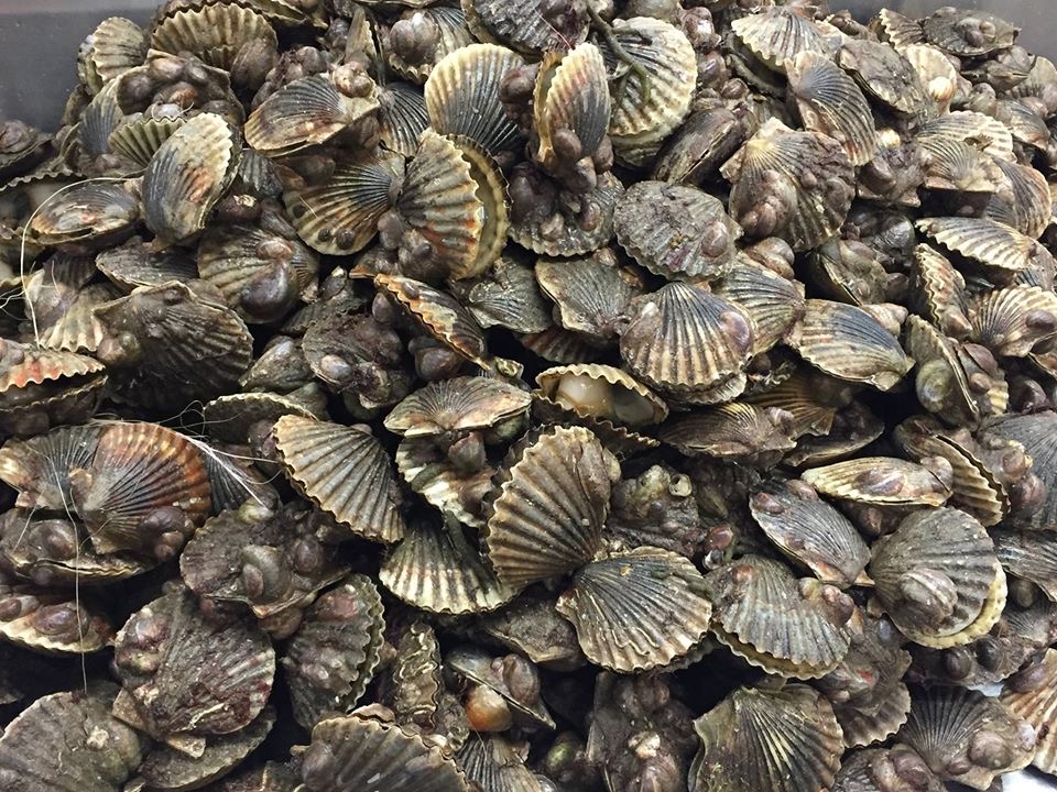 Scallops
