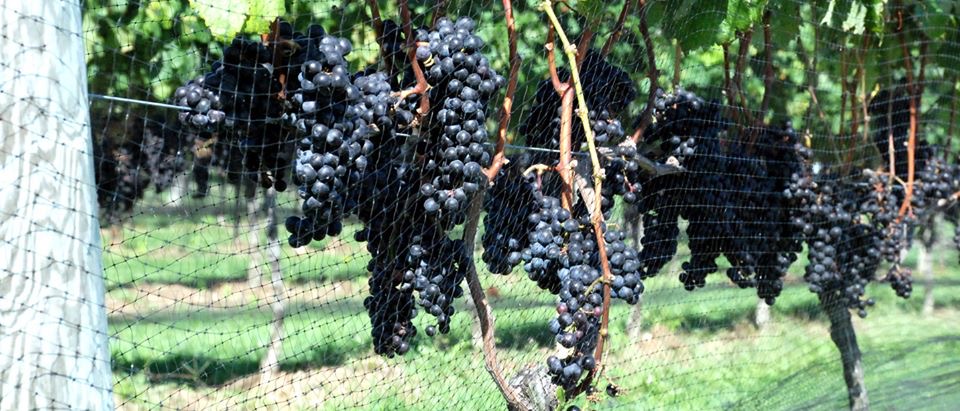 Grapes