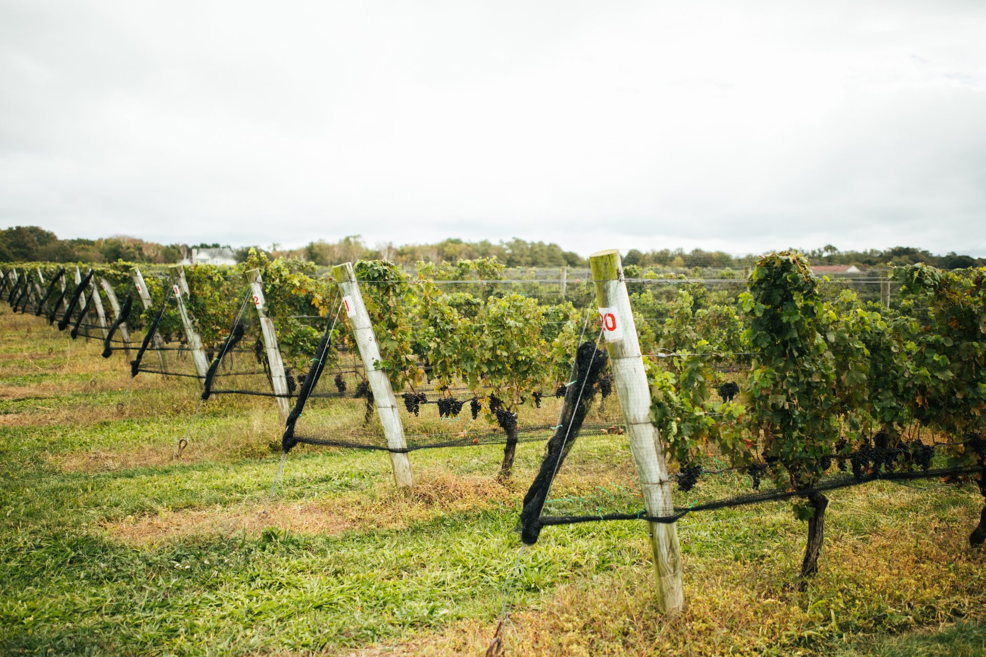 Raphael Wine 3