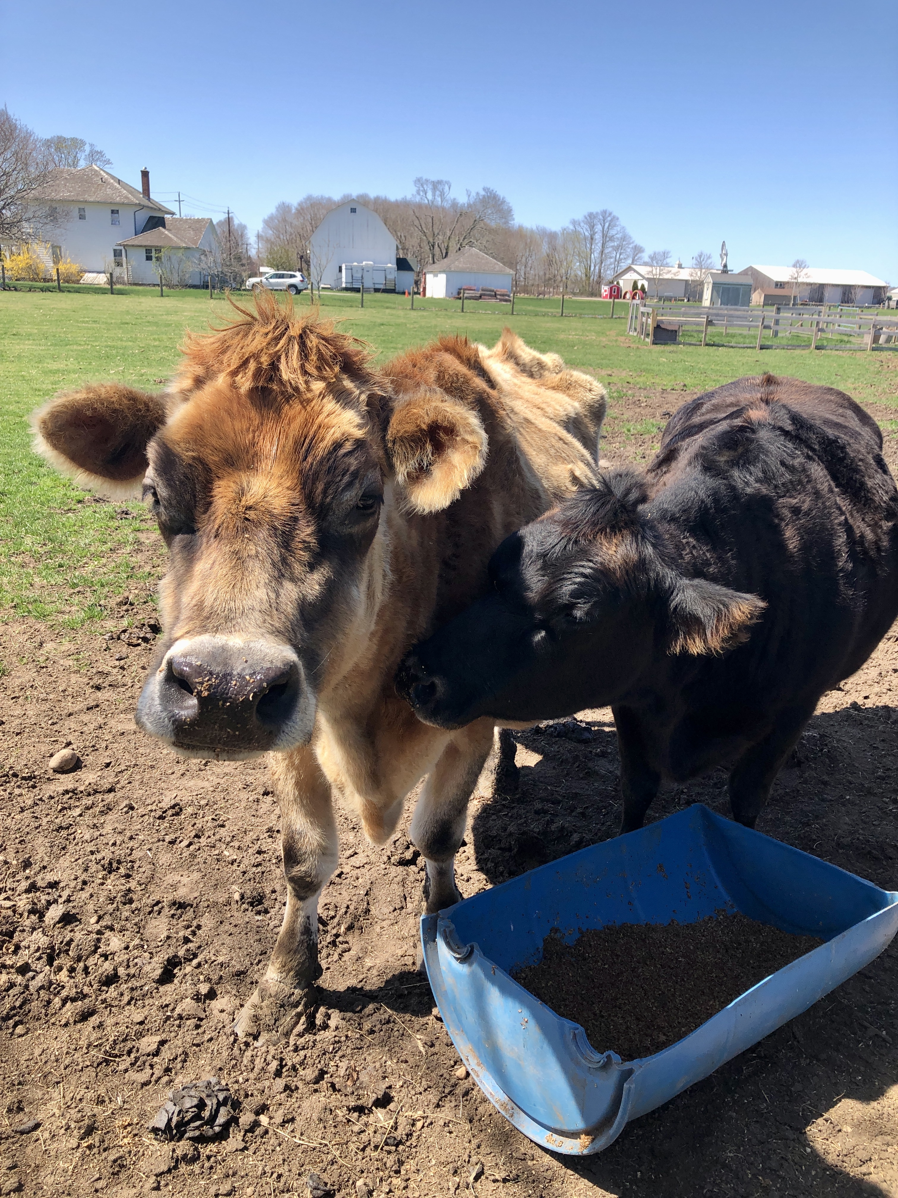 Cows