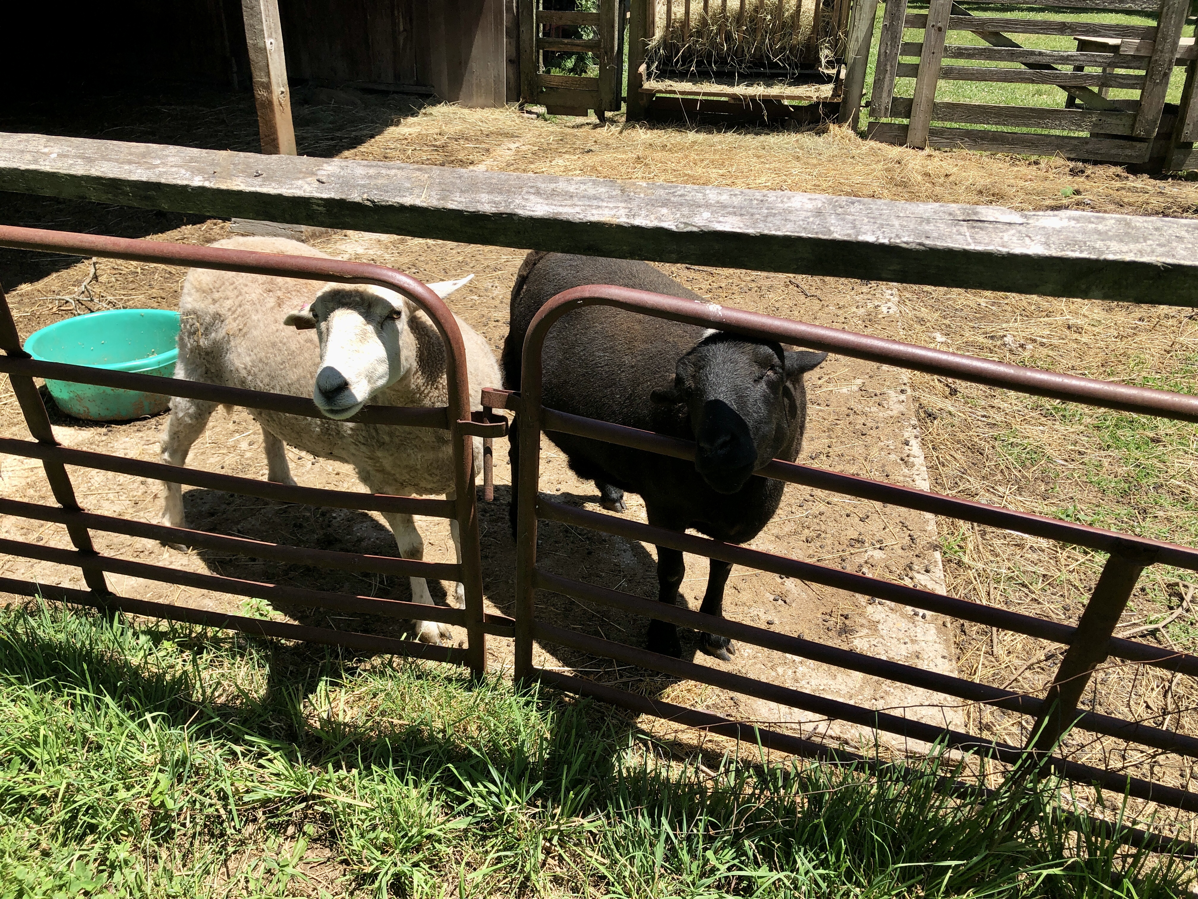 Sheep