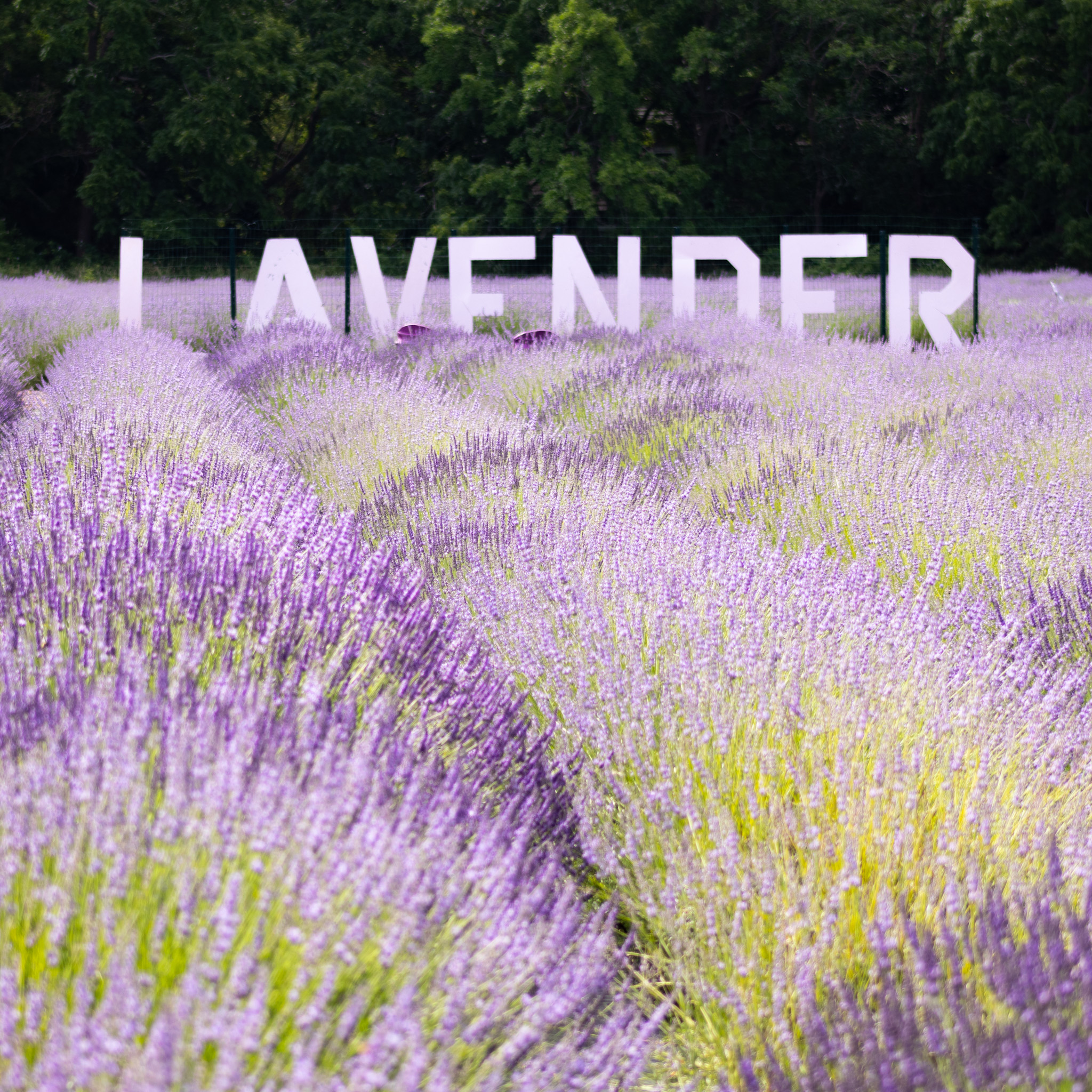 French Lavender Bloom!