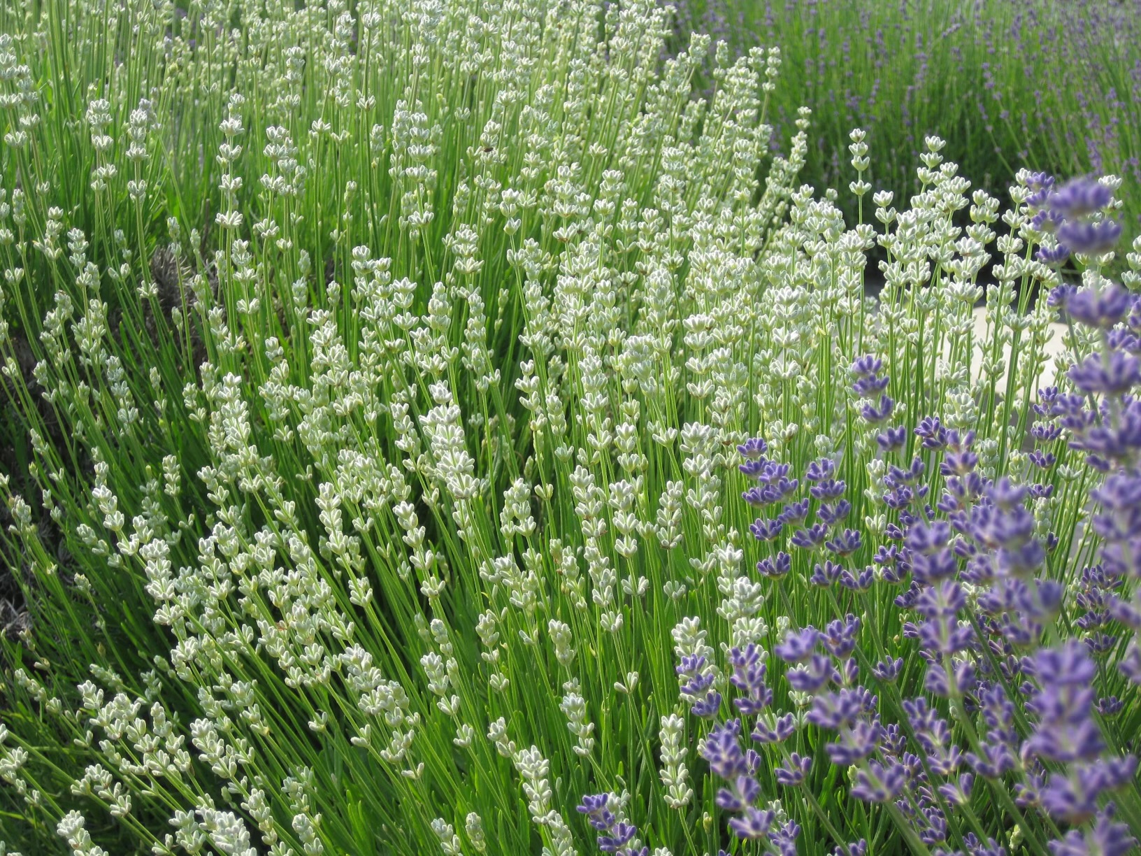 English Lavender Bloom!