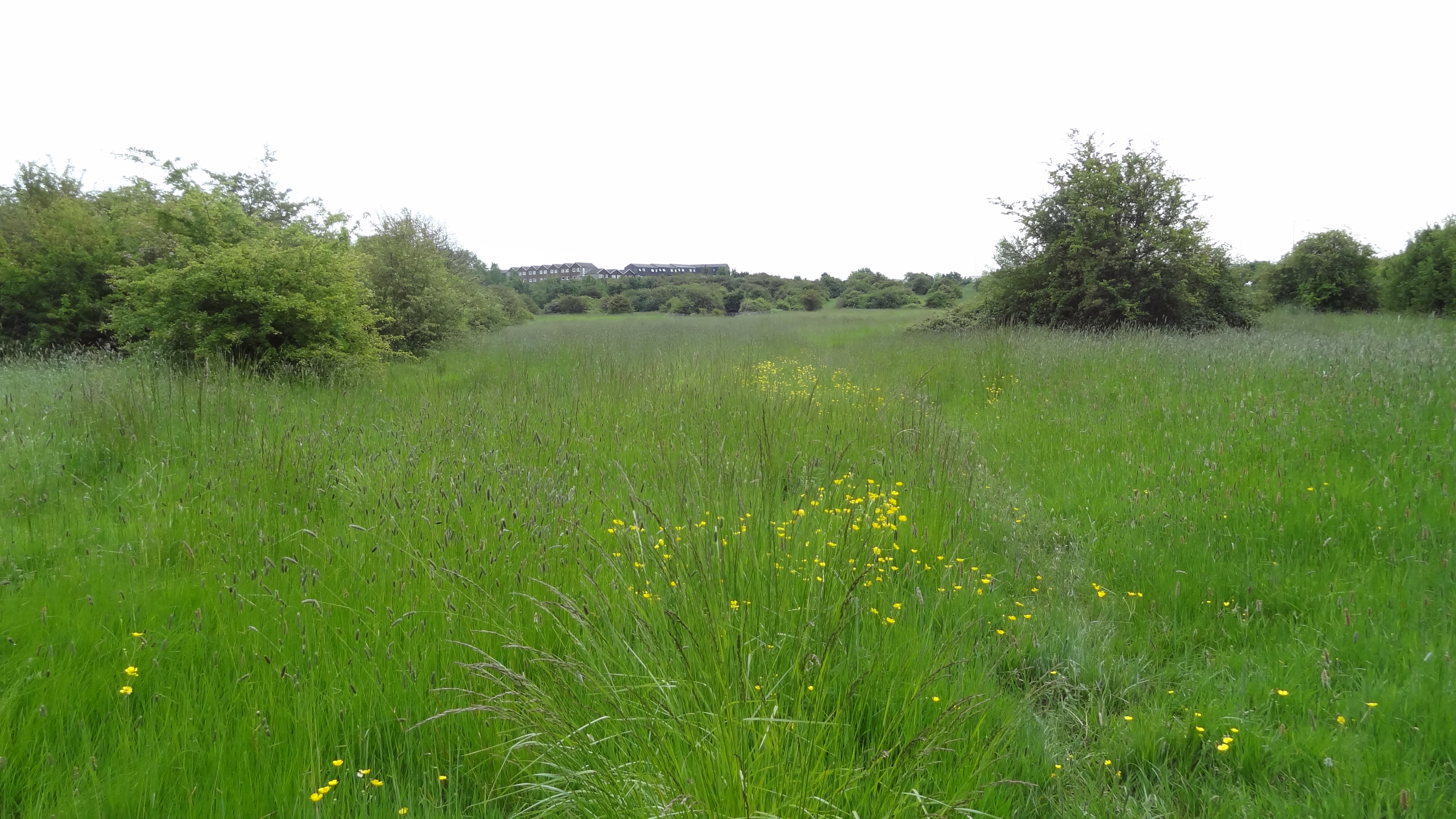 Islip Meadows County Nature Preserve