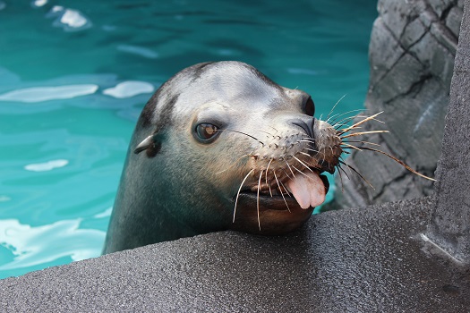 Silly Sea Lion - Silly Sea Lion at Long Island Aquarium
