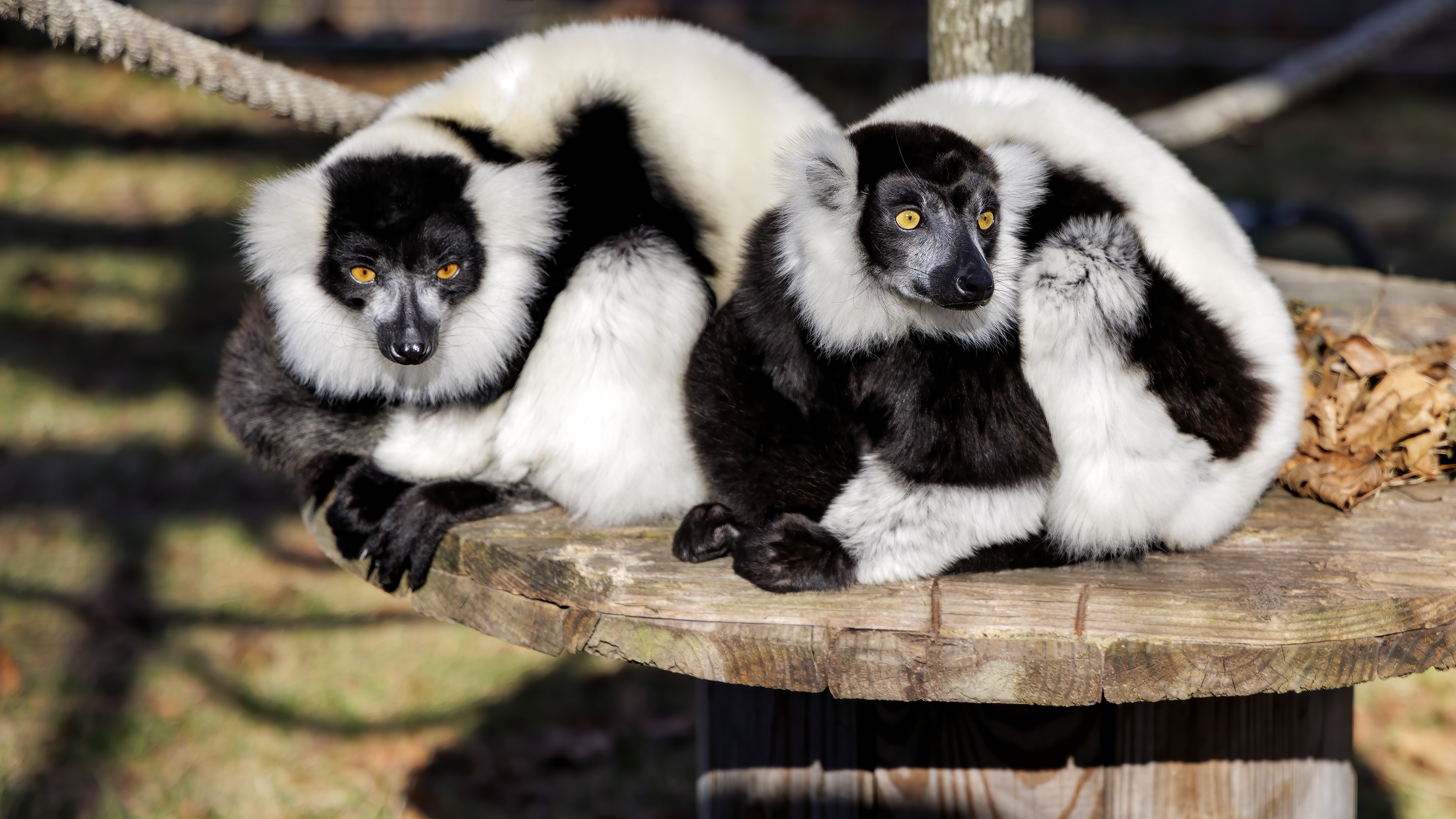 Black & White Ruffed Lemurs - Photo Credit: Steve & Lori Biegler