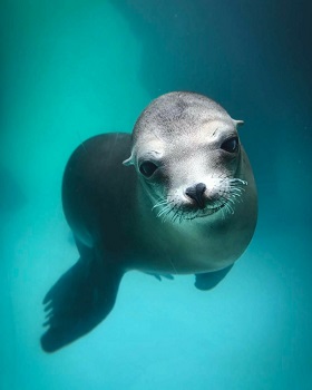 Sea Lion - Sea Lion at Long Island Aquarium