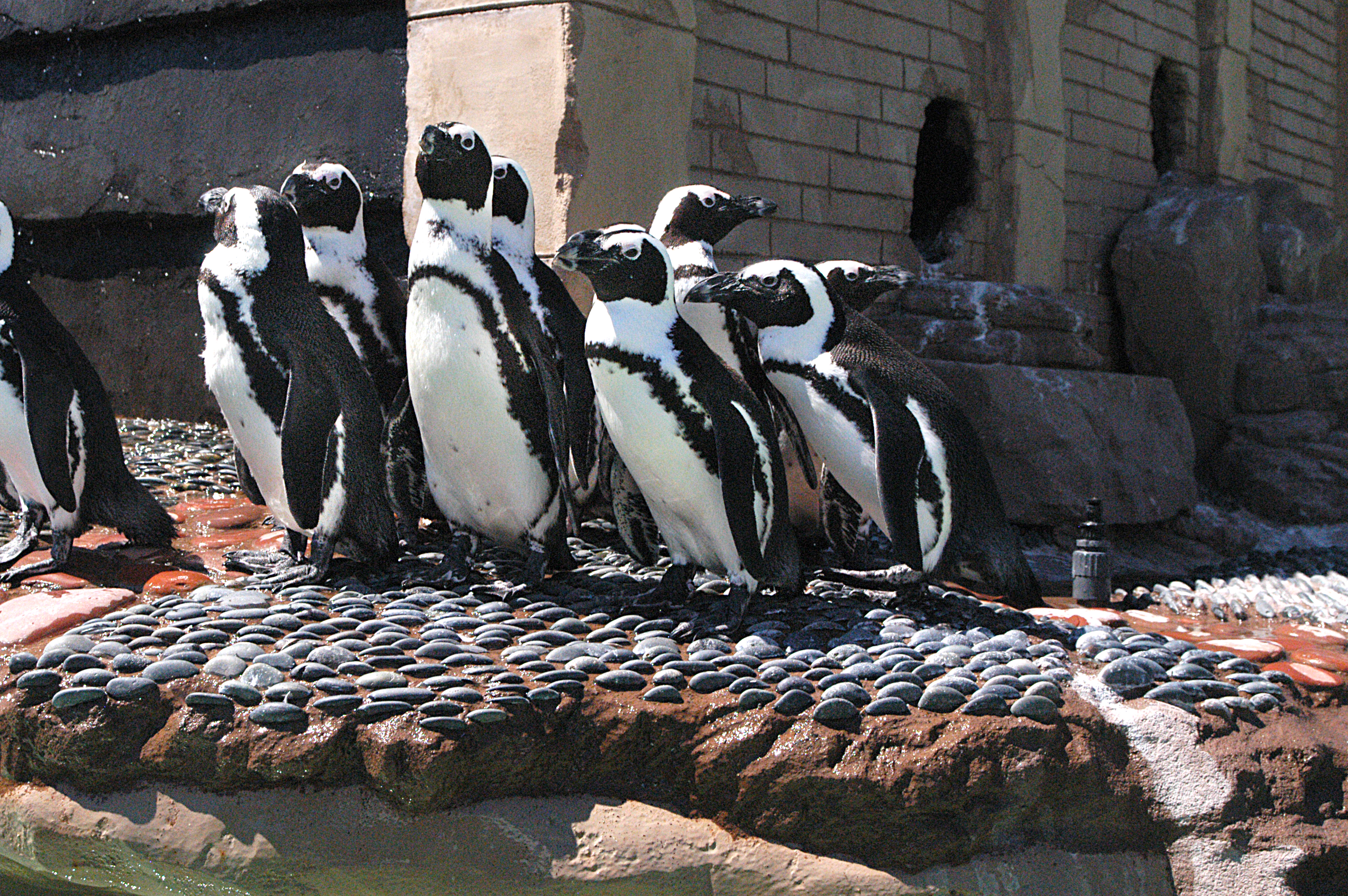 Penguin Encounter