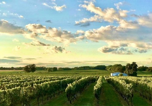 Palmer Vineyards
